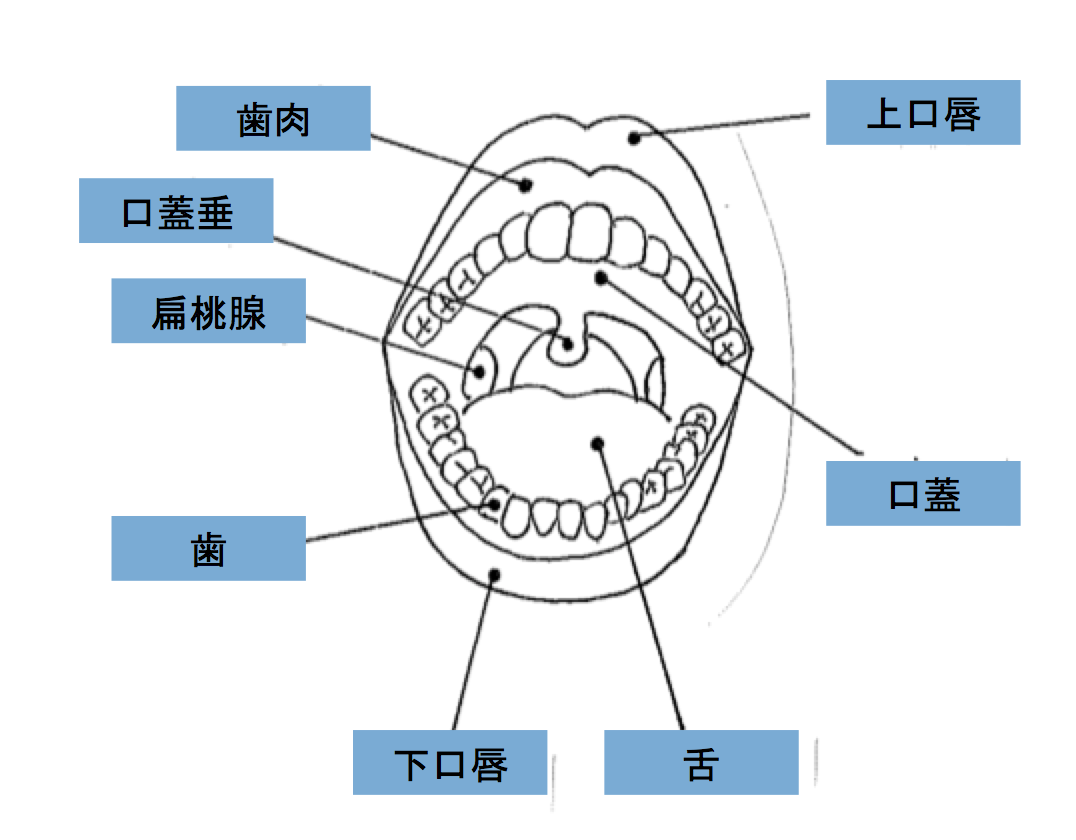 口腔の解剖
