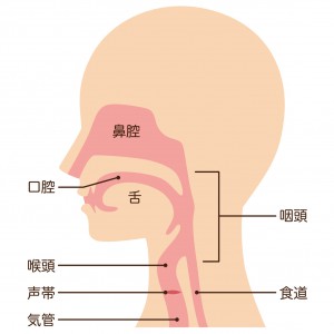 耳鼻科が対応する主な臓器には耳、鼻（鼻腔、副鼻腔）、のど（咽頭、喉頭、声帯）があり、上図のような位置関係にあります（耳は図示していません）。