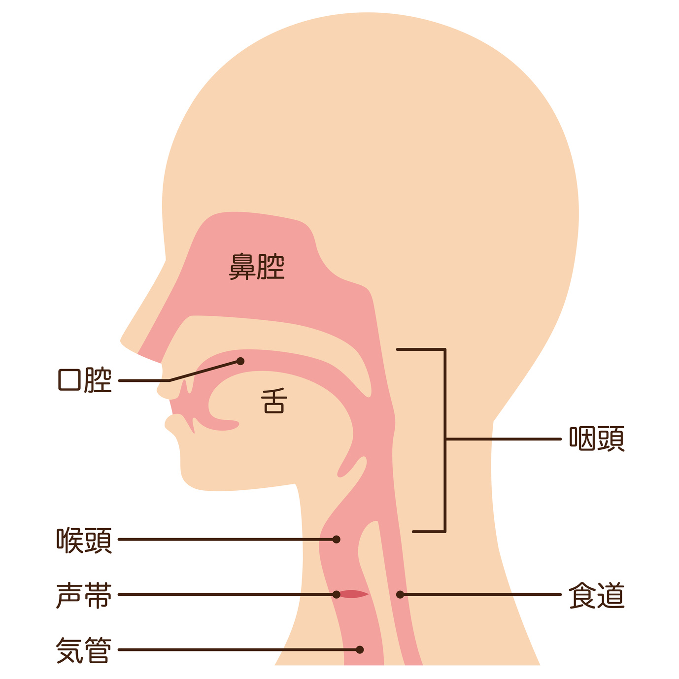 耳鼻 咽喉 科 と 耳鼻 科 の 違い